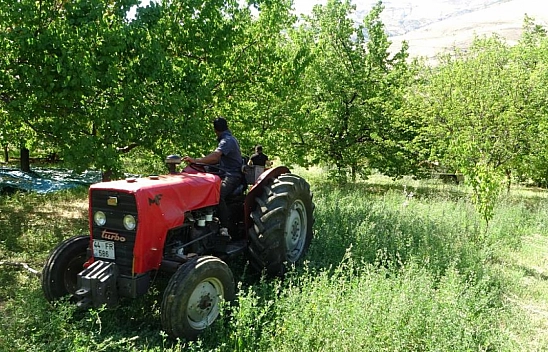 Malatya'da yüzde yüz zarar görmüştü..! 'Hasadı bir hafta önce başlamıştı.. Bir hafta da sürecek'