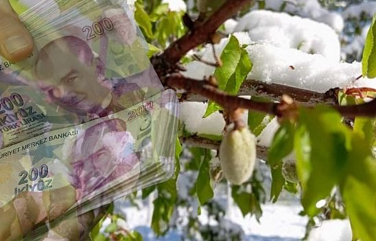 Malatya'da zirai don felaketi: Kayısıda büyük kayıp