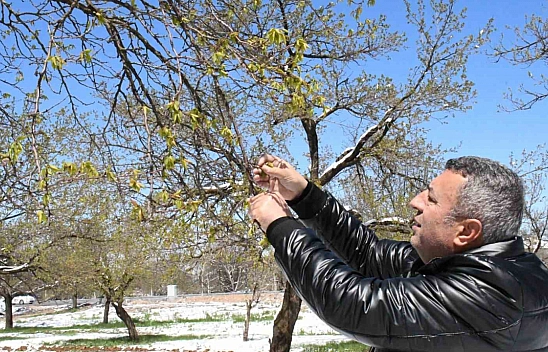 Malatya'da zirai don felaketi