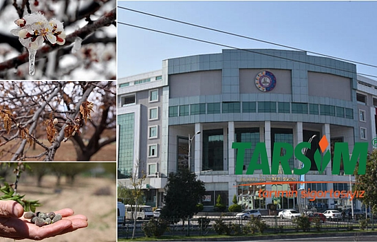 Malatya'da zirai don kayısı üreticisini vurdu: MTSO'dan TARSİM'e adil olun çağrısı…!