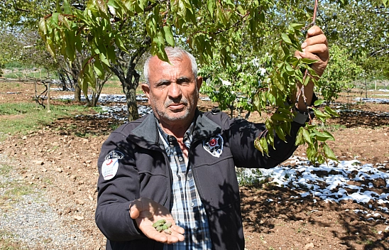 Malatya'da zirai don kayısıda zarara neden oldu