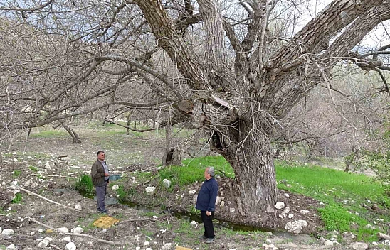 270 yıl geçti ama hala 300 kilo ceviz veriyor! Bu ağacın sırrı ne?
