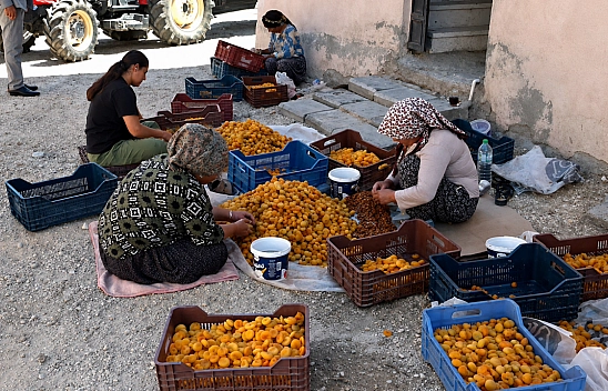 Malatya'daki kayısı üreticilerinden tepki: 'Kuru kayısı en az 400 TL olmalı'
