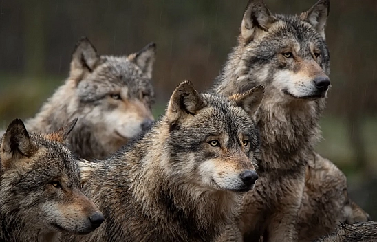 Malatya'daki kurtlar, Antalya'ya gönderilecek!