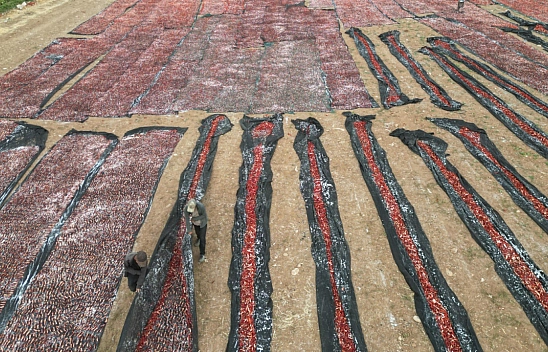 Malatya'dan Avrupa ve Orta Doğu Ülkelerine İhraç Ediliyor: Lezzeti Sınırları Aşıyor...