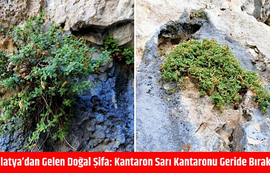 Malatya'dan Gelen Doğal Şifa: Kantaron Sarı Kantaronu Geride Bıraktı!