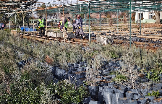 Malatya'dan Orta Asya'ya yeşil köprü |50 bin fidan Türkmenistan yolunda