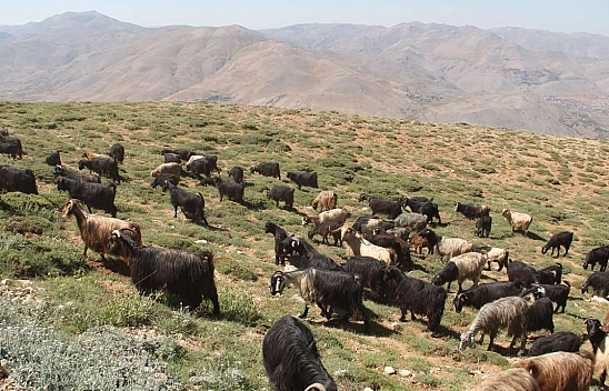 Malatya'da 35 Bin TL'ye Çoban Bulunamıyor.. !