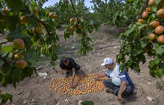 Malatya Kayısısı Dünyayı Tatlandırıyor! İşte Kayısının Serüveni!