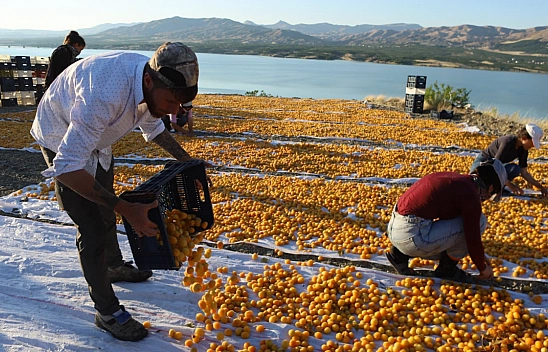 Malatya kayısısının arkasındaki ağır ekmek mücadelesi: Sirkelemeden patiğe….