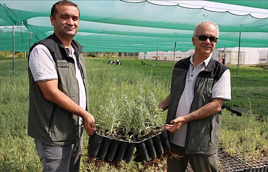 Malatya Meraları Tuz Çalısıyla Bereketleniyor: 200 Bin Fidan Gönderildi
