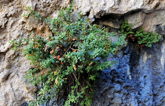 Malatya'nın Gizli Şifa Kaynağı: Endemik Bitki, Sarı Kantaronu Geride Bıraktı
