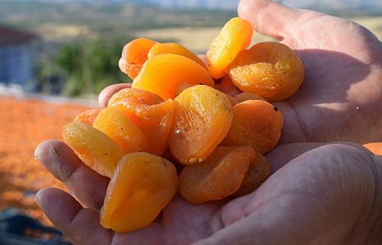 Malatya'nın Sarı Altını Beklentilerin Altında: 500 Milyon Dolarlık Hedef Havada Kaldı