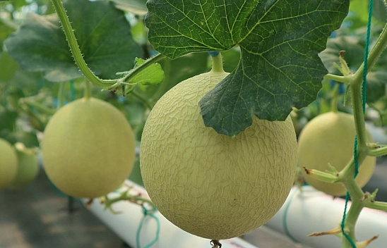 Malatya'nın Meşhur Aroması ve Tadıyla Dillere Destan Olan Kavunu..! Alıcı Bulamayınca Topraktan Kopamadı... 