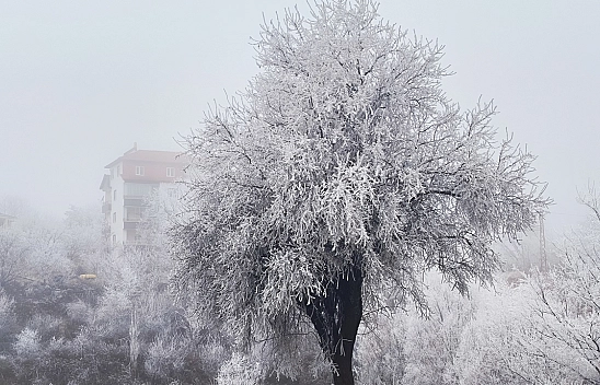 Malatya'da Kırağı Ağaçları Kapladı! Kartpostallık Manzaralar Oluştu...
