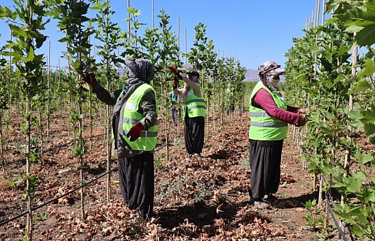 Malatya'nın ormanlarına nefes komşudan!