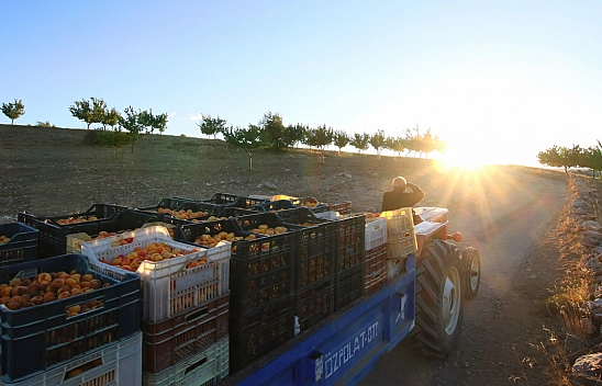 Malatya'nın Tescilli Ürünleri Arasında Yer Alıyor.. Hasat Başladı