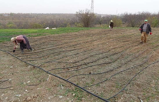 Malatya'nın yeni 'Altın'ı: Gramı 600 liradan satışa sunuldu!