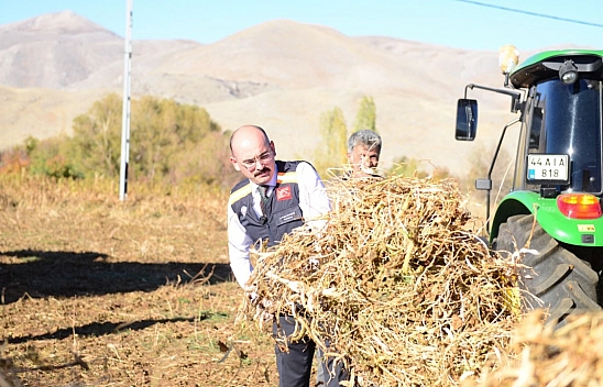 Malatya'nın yöresel lezzetinin sofraya yolculuğu başladı!
