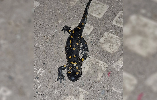 Malatya şehir merkezinde ateş semenderi görüldü