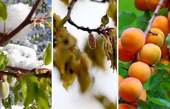 Malatya Tarımı Sınavda: Don, iklim kırbacının ilk darbesi mi? Malatya Tarımı yeni bir gerçekle yüzleşiyor