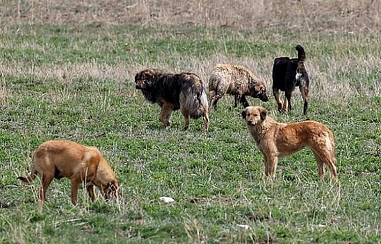 Malatya valisi açıkladı: 12 bin köpek kısırlaştırılacak....!