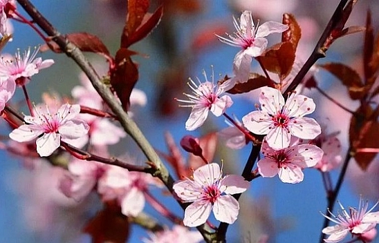 Malatya'ya bahar geliyor!