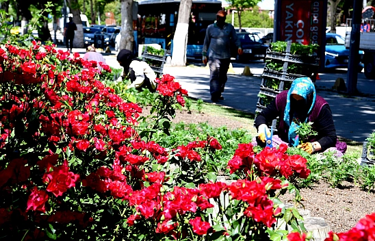 Malatya Yaz Çiçekleriyle Renkleniyor