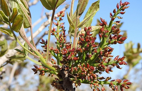 Malatya'yı vuran don: Antep fıstığını teğet geçti...