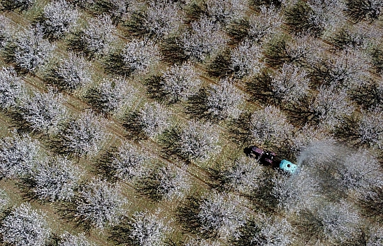 Malatya'yı zirai don vurdu… Fiyatlar uçtu ama Ege'de 'Kayısıya dönüp bakan yok'