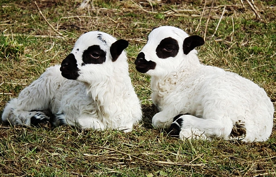 Malatyalı çiftçiler müjde! Pazartesi günü başlıyor…