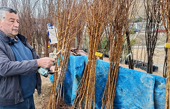Malatyalı üreticiler kayısıdan vazgeçmiyor!
