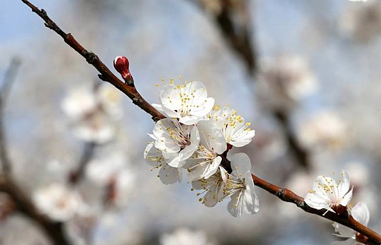 Malatyalı Üreticiler Uyarıldı: 2 Yıl Üst Üste Kayısı Göremeyebiliriz!