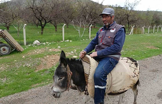 Malatya'da eşekler azalıyor! Bayram Amca Kadife'ye gözü gibi bakıyor...