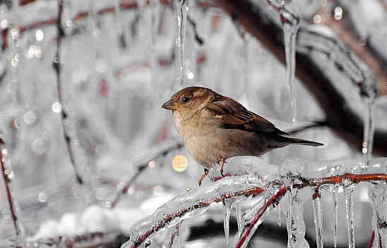 Malatyalılar Dikkat! Meteoroloji Çığ Tehlikesi ve Buzlanmaya Karşı Uyardı…
