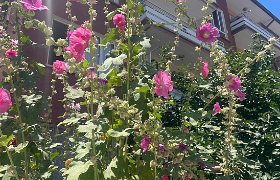 Malatyalılar Dikkat! Yol Kenarında Yetişiyor…Resmen Şifa Deposu...!