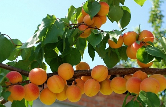 Malatya'ya Müjde...! Bir Yıl Ara Verilmişti: 20 Gün Sonra Yeniden Başlıyor