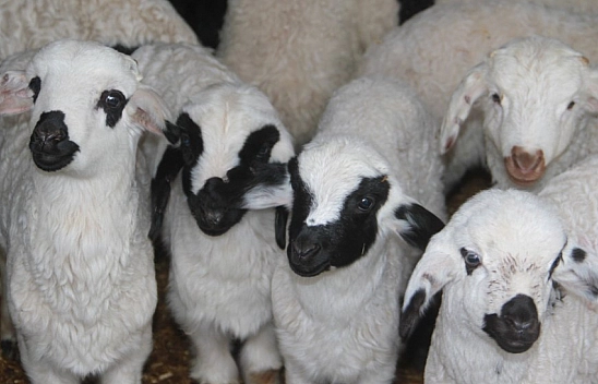 Malatyalılara müjde! Hayvancılık desteklemeleri başlıyor