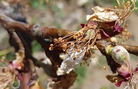 Meteoroloji'den sert uyarı: Malatya'da zirai don bekleniyor!