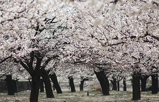 Meteoroloji kayısı için uyardı
