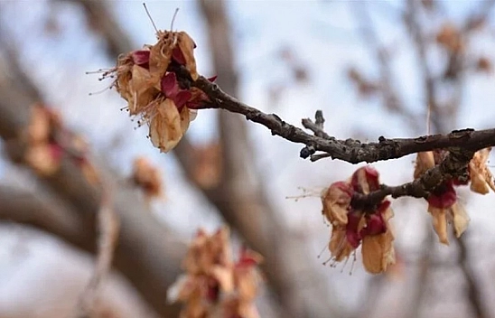 Meteoroloji Uyardı: Malatya'da Zirai Don Tarımı Vuracak!