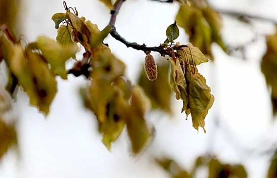 Meteoroloji uyardı: Malatya'da don kapıda! Peki yağış var mı?