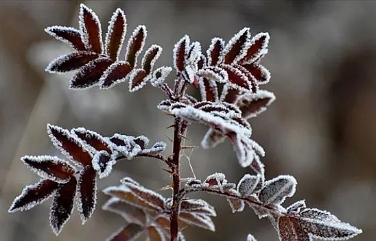 Meteoroloji Uyardı! Malatya İçin Gizli Buzlanma ve Sis Uyarısı Yapıldı…