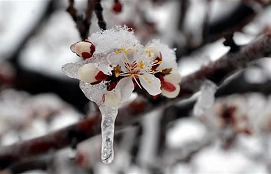 Malatya'da Zirai Don Tehlikesi, Meteoroloji Uyardı!
