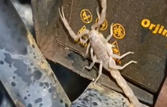 Malatya'da motosikletin motorundan akrep çıktı