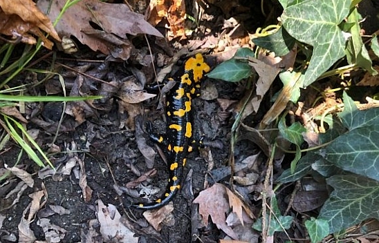 Nesli tükenme tehlikesi altında! Malatya'da görüldü...