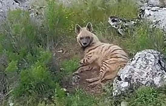 Nesli tükenmekte olan sırtlan görüldü
