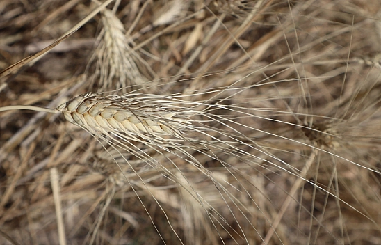 Öğrenciler ekti, tonlarca rekolte bekleniliyor!