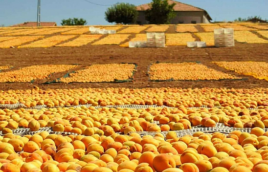 Malatya kayısısına şimdi de Elazığ göz dikti!