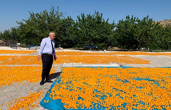 Osman Akar kayısı hasat sürecini yerinde inceledi